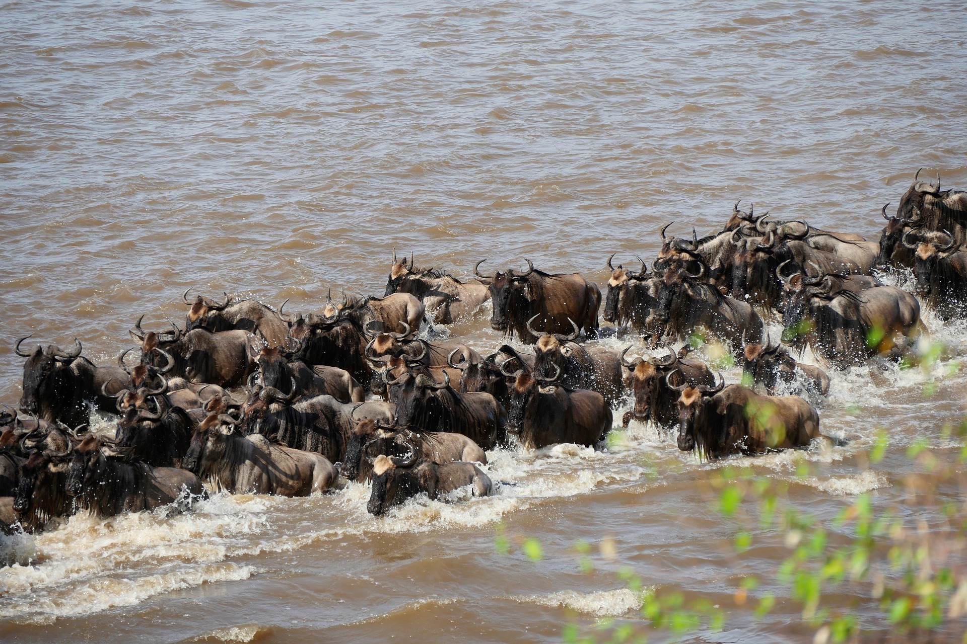 Mara Migration