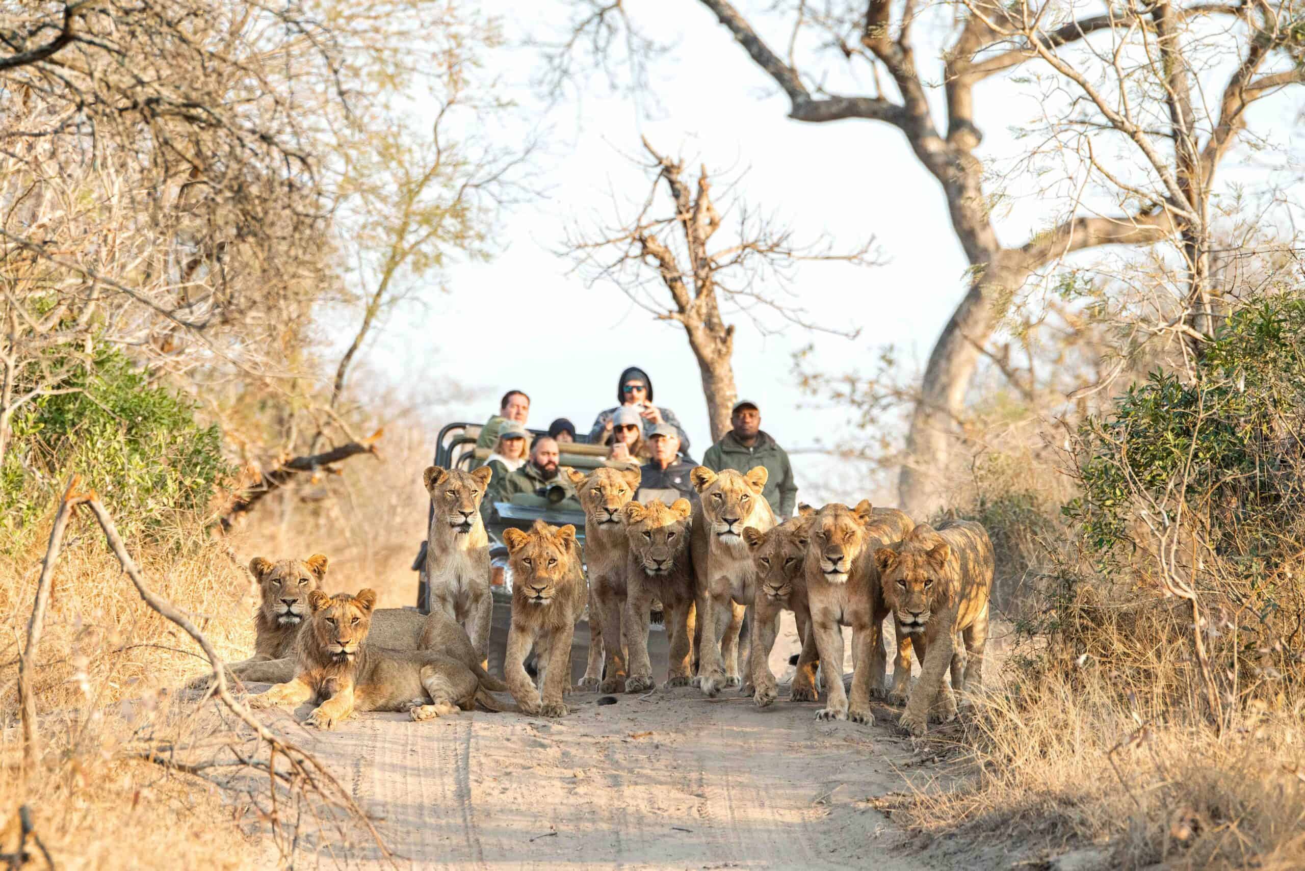 Royal Melawane game drive lions