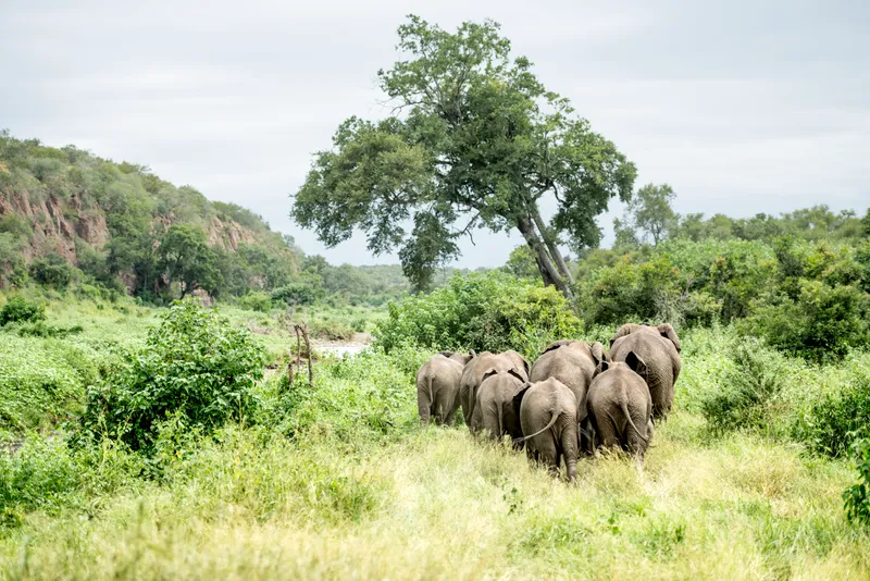 Singita Wildlife Kruger National Park