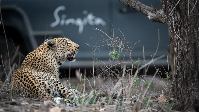 Wildlife Singita Kruger National Park 2